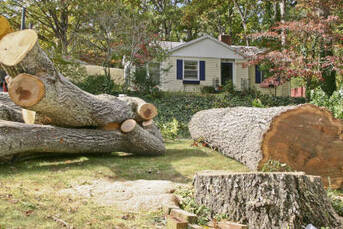 Tree trunk and large branches on ground after being cut down.
