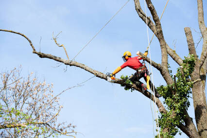 Worker climbing out an a dead tree branch trim it off.