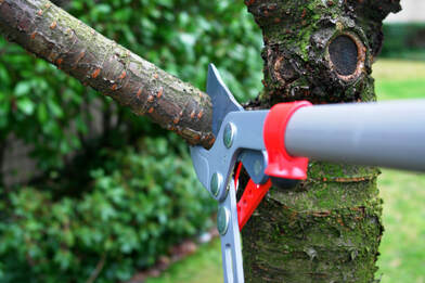 Pruning shears trimming a medium sized tree branch.