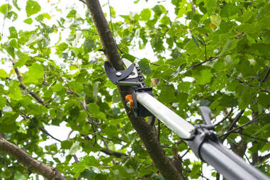 Extended pruning shears trimming a branch high in a tree.