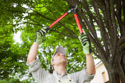 Man pruning a tree branch.