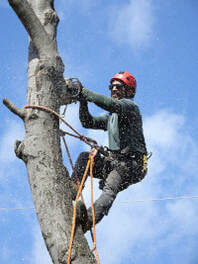 Tree climber cutting a large tree.