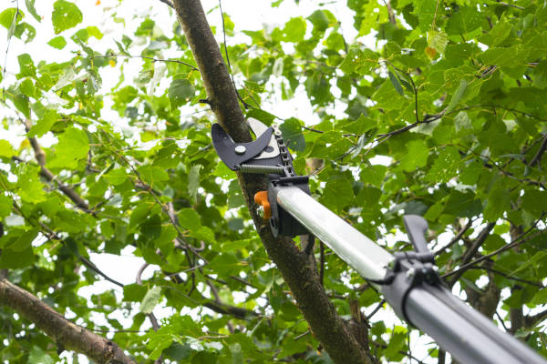 Extended pruning shears cutting a small branch high up in a tree.
