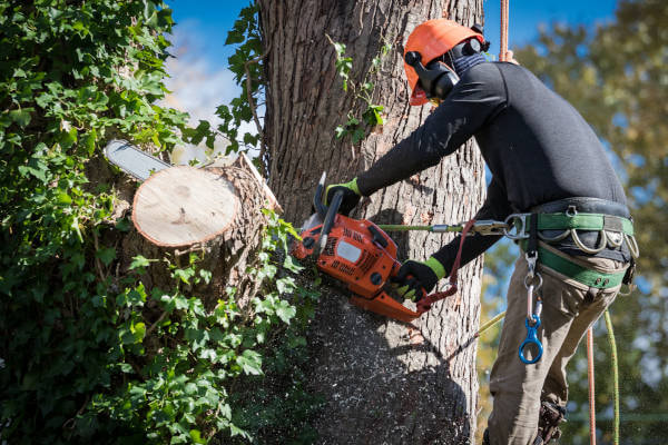 Professional tree climber cutting cutting a large branch.