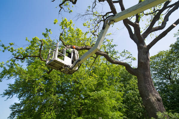 Man in bucket lift trimming dead tree branches.
